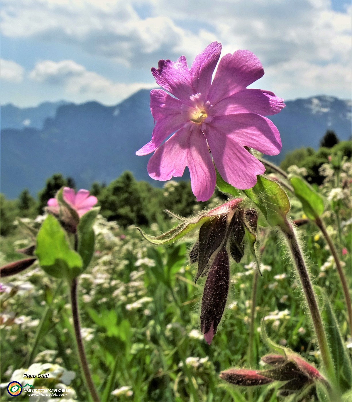 56 Assolo allo zoom di silene dioica.JPG